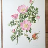 Set of 4 botanical plates roses
