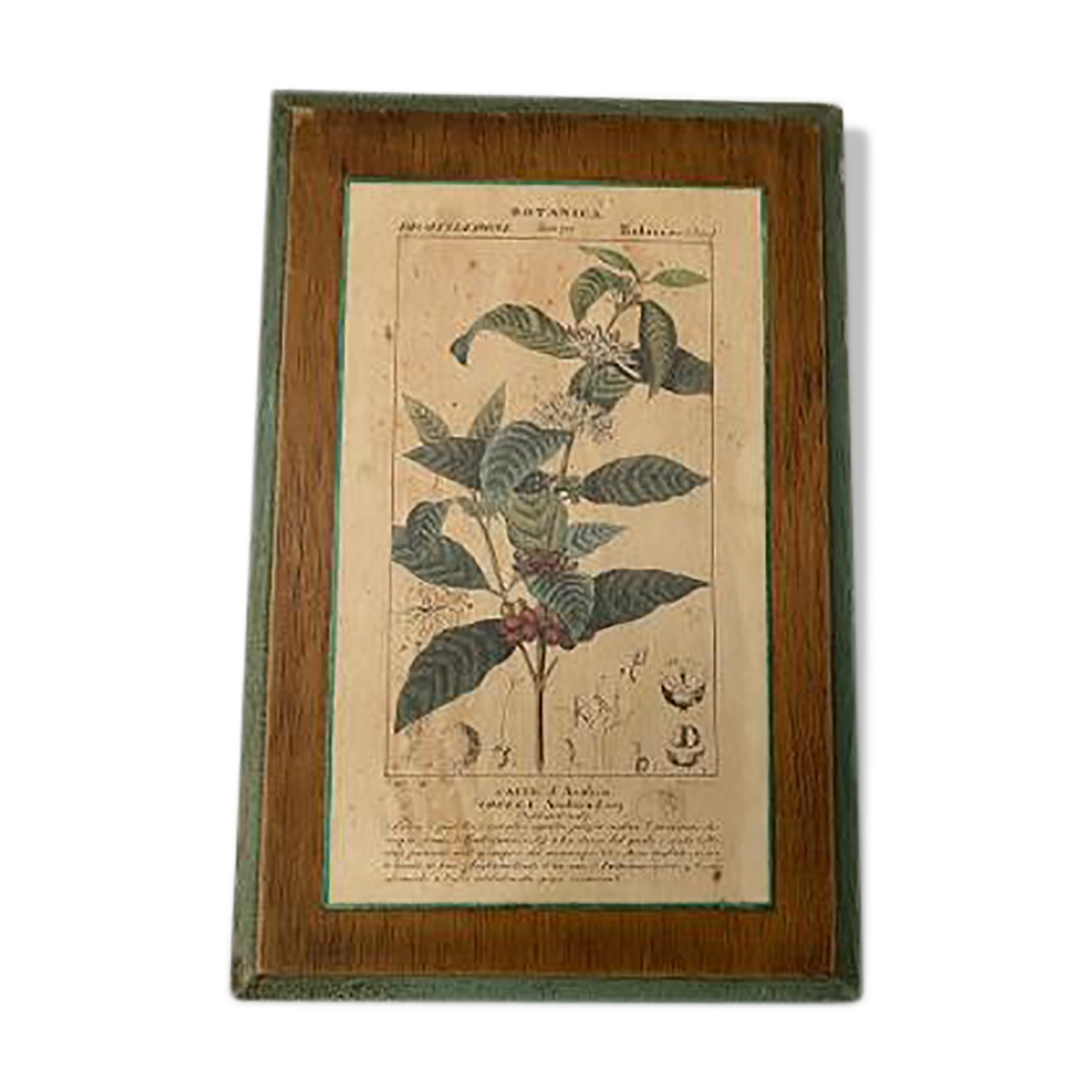 Botanica wooden plank frame
