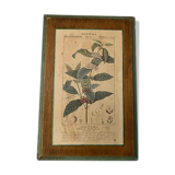 Cadre planche en bois botanica