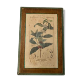 Botanica wooden plank frame