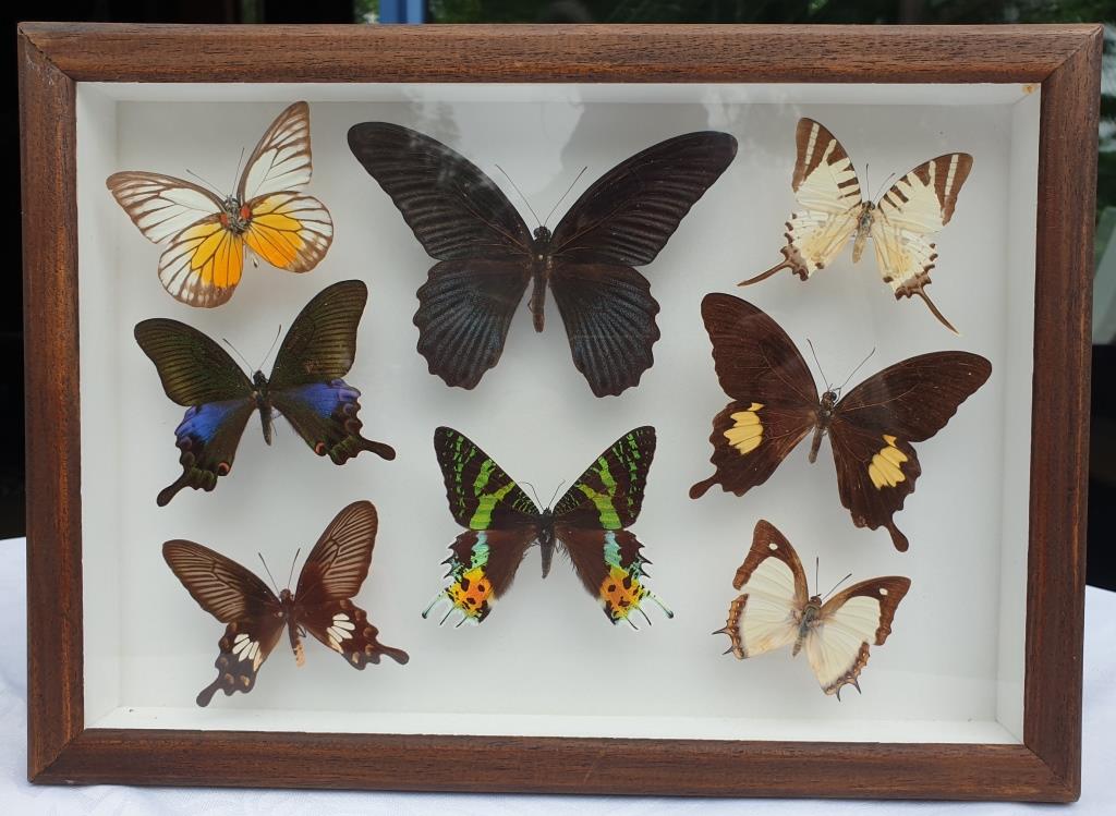Showcase frame 8 butterflies of the world naturalized vintage 1970's