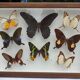 Showcase frame 8 butterflies of the world naturalized vintage 1970's