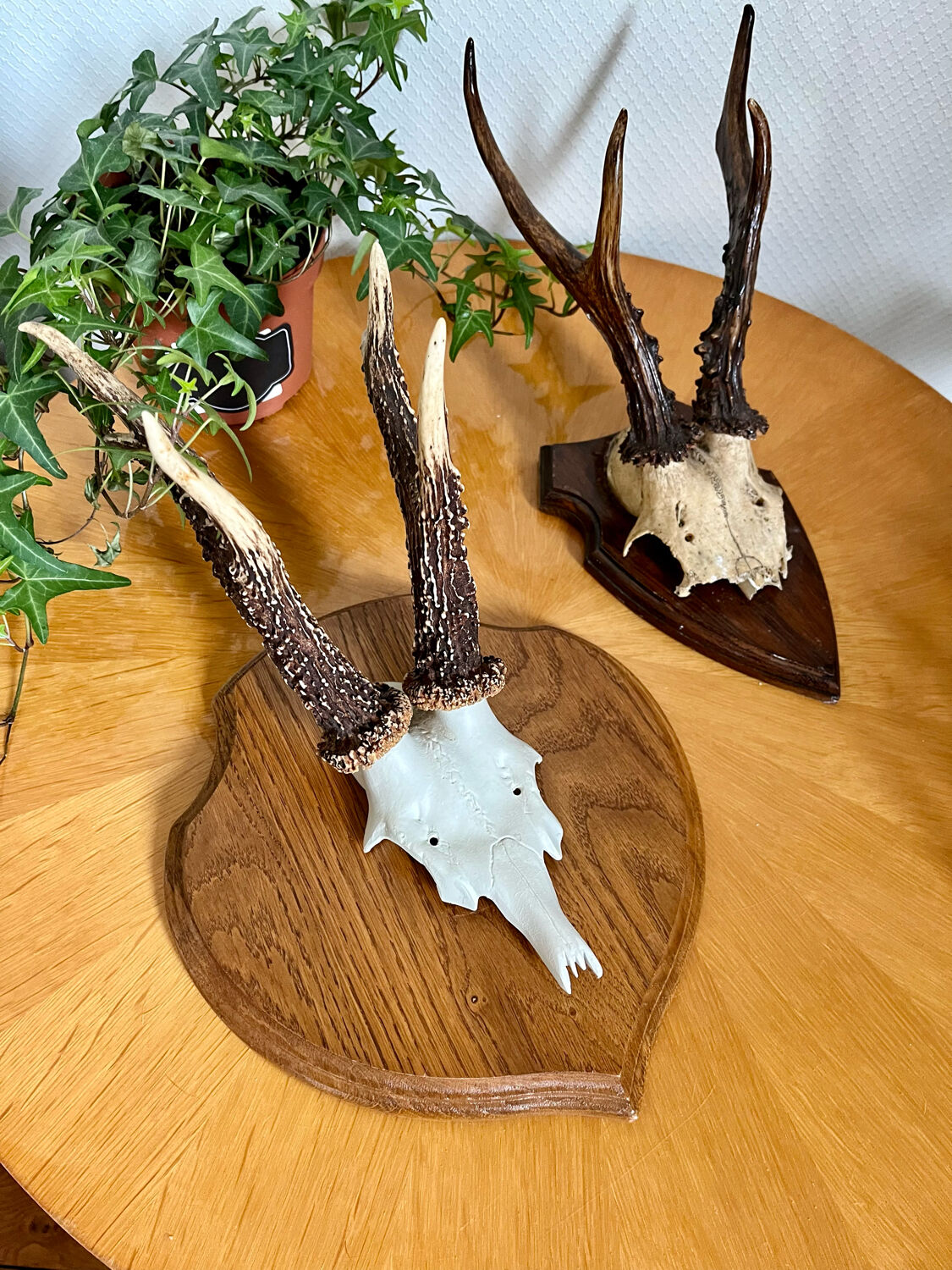 Vintage trophy deer antler