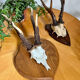 Vintage trophy deer antler