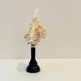 Antique Murex Ramosus Shell on a turned wooden base Napoleon III 19th century