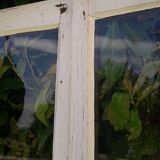 Lot of 4 oak windows H141xL112/117cm old small panes