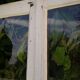 Lot of 4 oak windows H141xL112/117cm old small panes