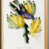 Poster featuring a tanagara tree and a bunch of bananas, based on an engraving