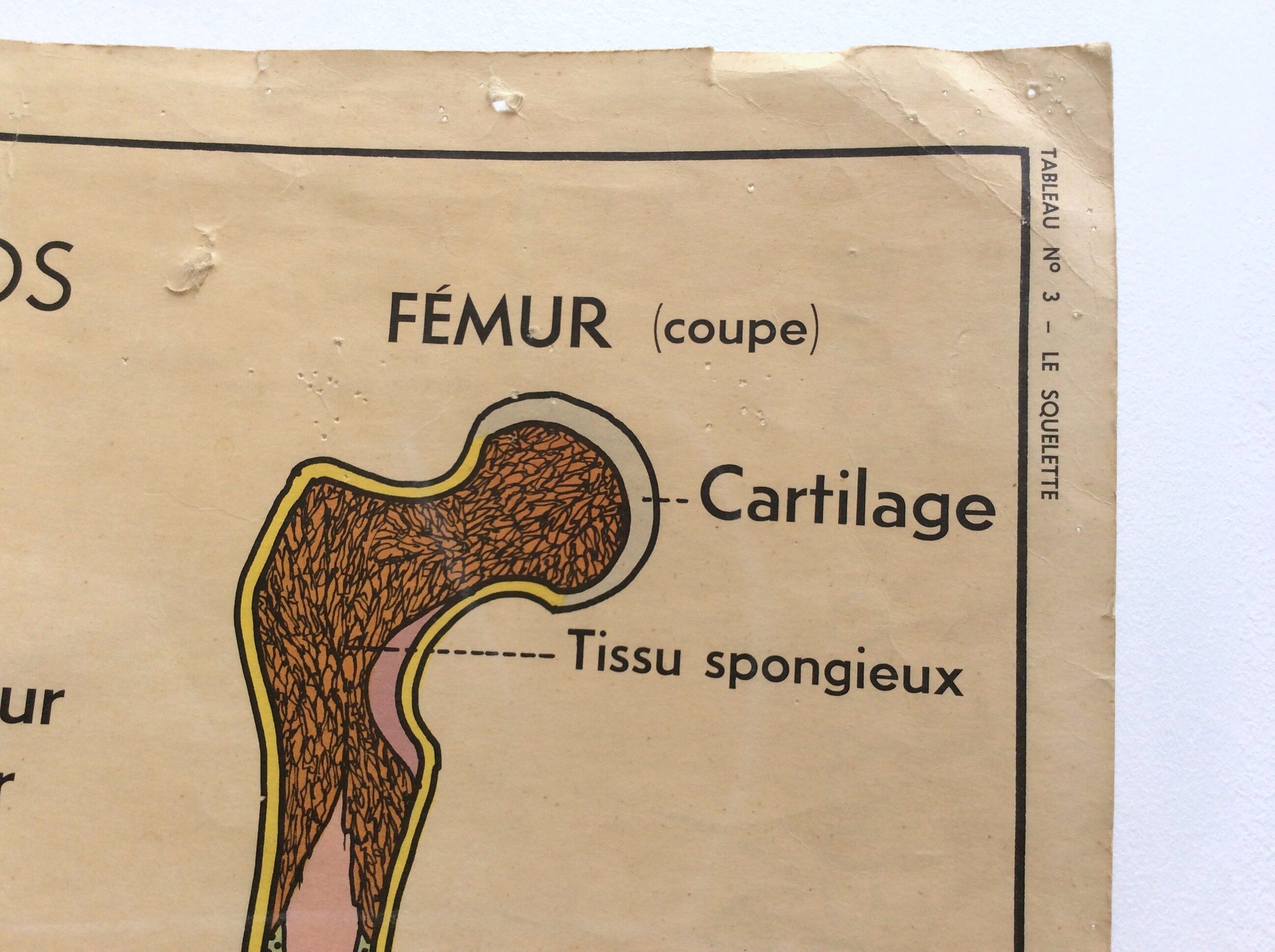Affiche anatomie le squelette / les articulations