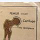 Affiche anatomie le squelette / les articulations