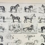 Old engraving 1898, Horses, breed, anatomy, race • Lithograph, Original plate