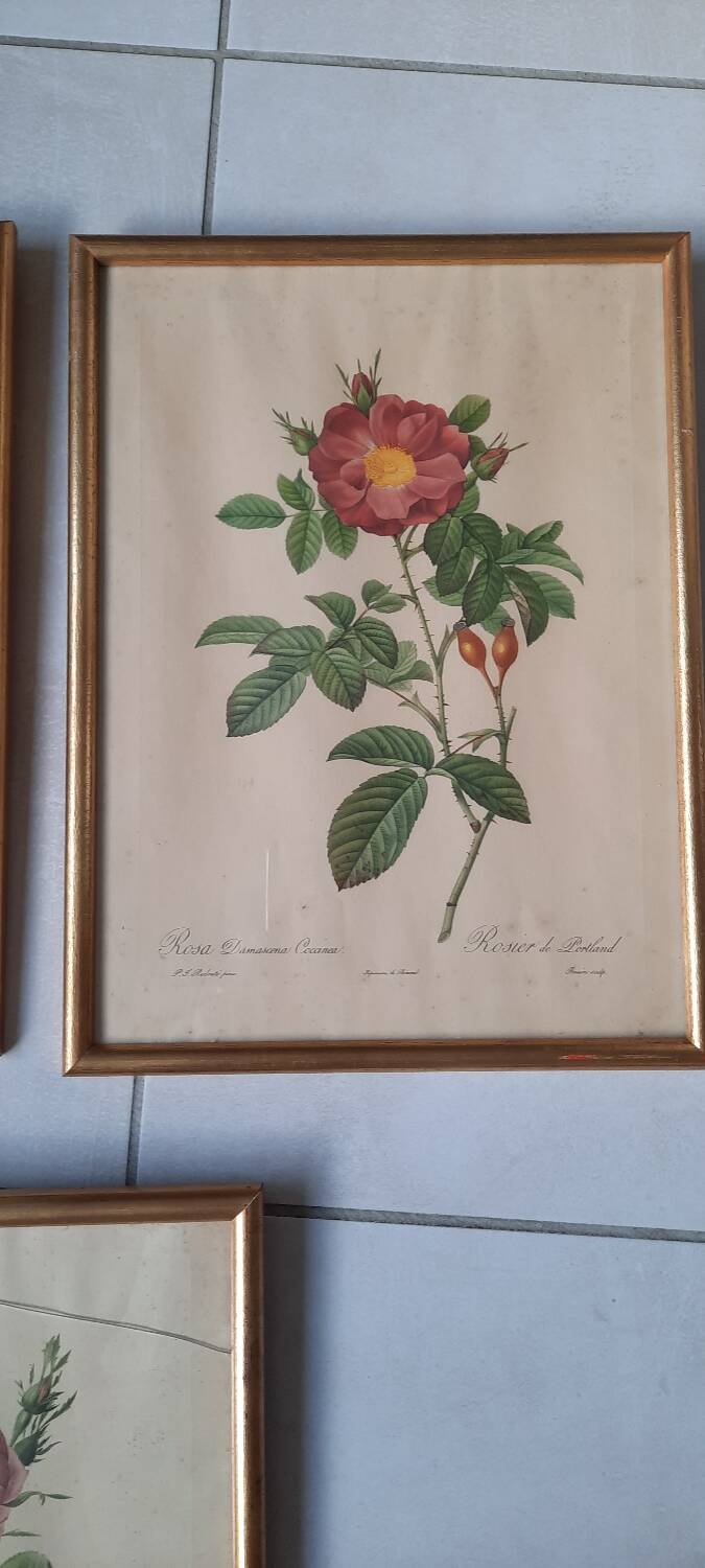 Framed botanical plates