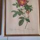 Framed botanical plates