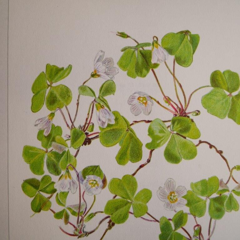 Botanical plate Oxalide sorrel