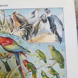 Lithograph on birds from 1928 "falcon"