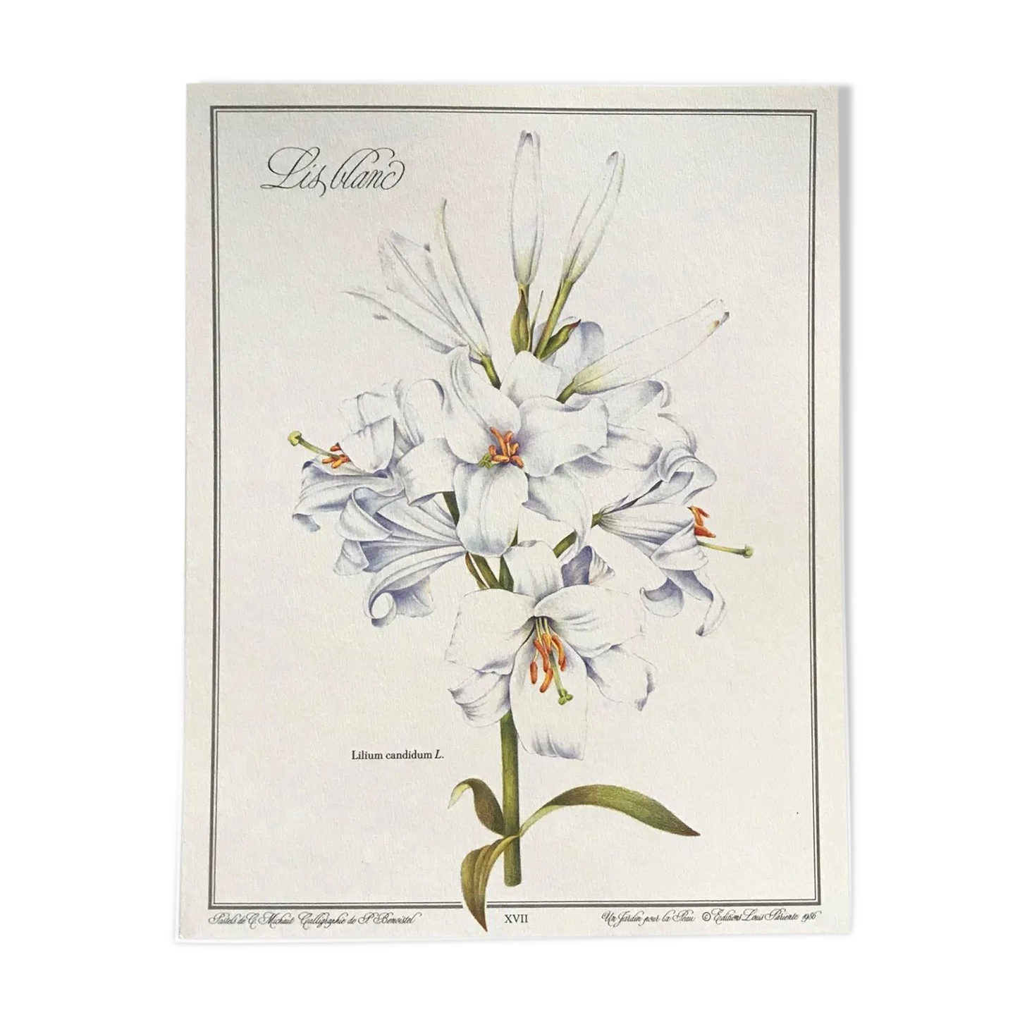 Botanical plate the white lily