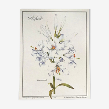 Botanical plate the white lily