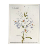 Botanical plate the white lily