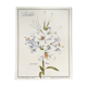 Botanical plate the white lily