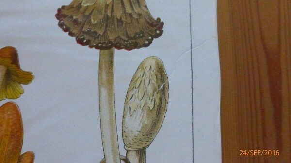 Educational poster DEYROLLE