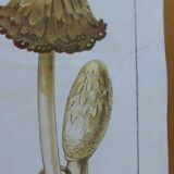 Educational poster DEYROLLE