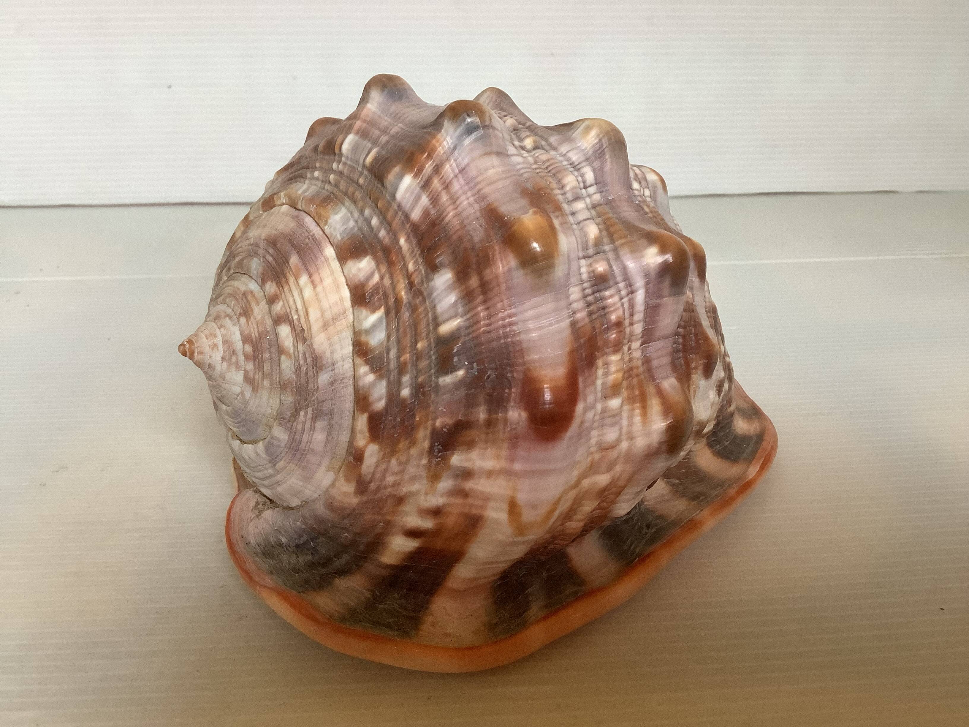 Large shell cypraea cassis rufa red helmet