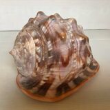 Large shell cypraea cassis rufa red helmet