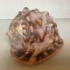 Large shell cypraea cassis rufa red helmet