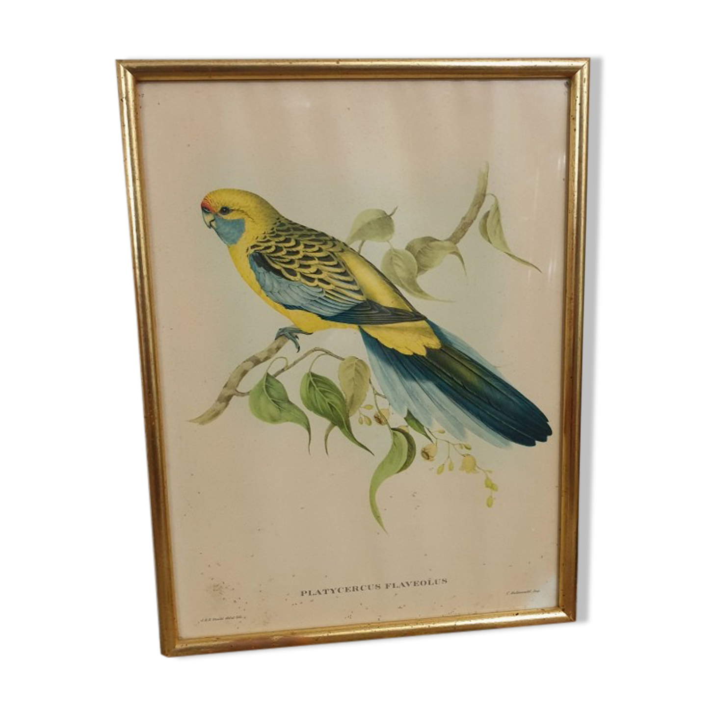 Table Bird illustration - Parakeet Flaveolus