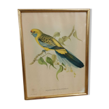Table Bird illustration - Parakeet Flaveolus