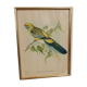 Table Bird illustration - Parakeet Flaveolus