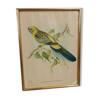 Table Bird illustration - Parakeet Flaveolus