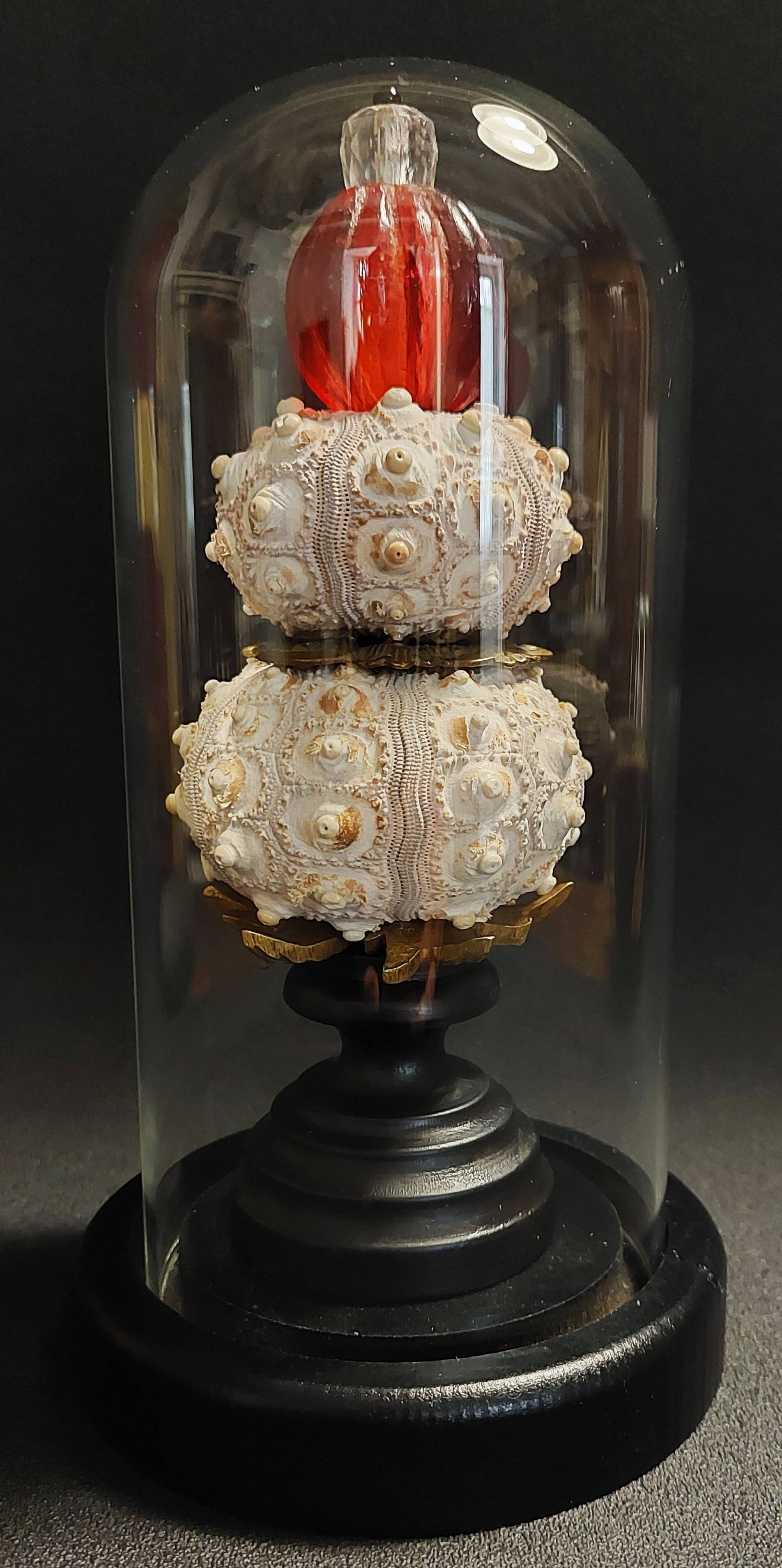Cabinet of Curiosities globe with sea urchins phyllacanthus imperialis
