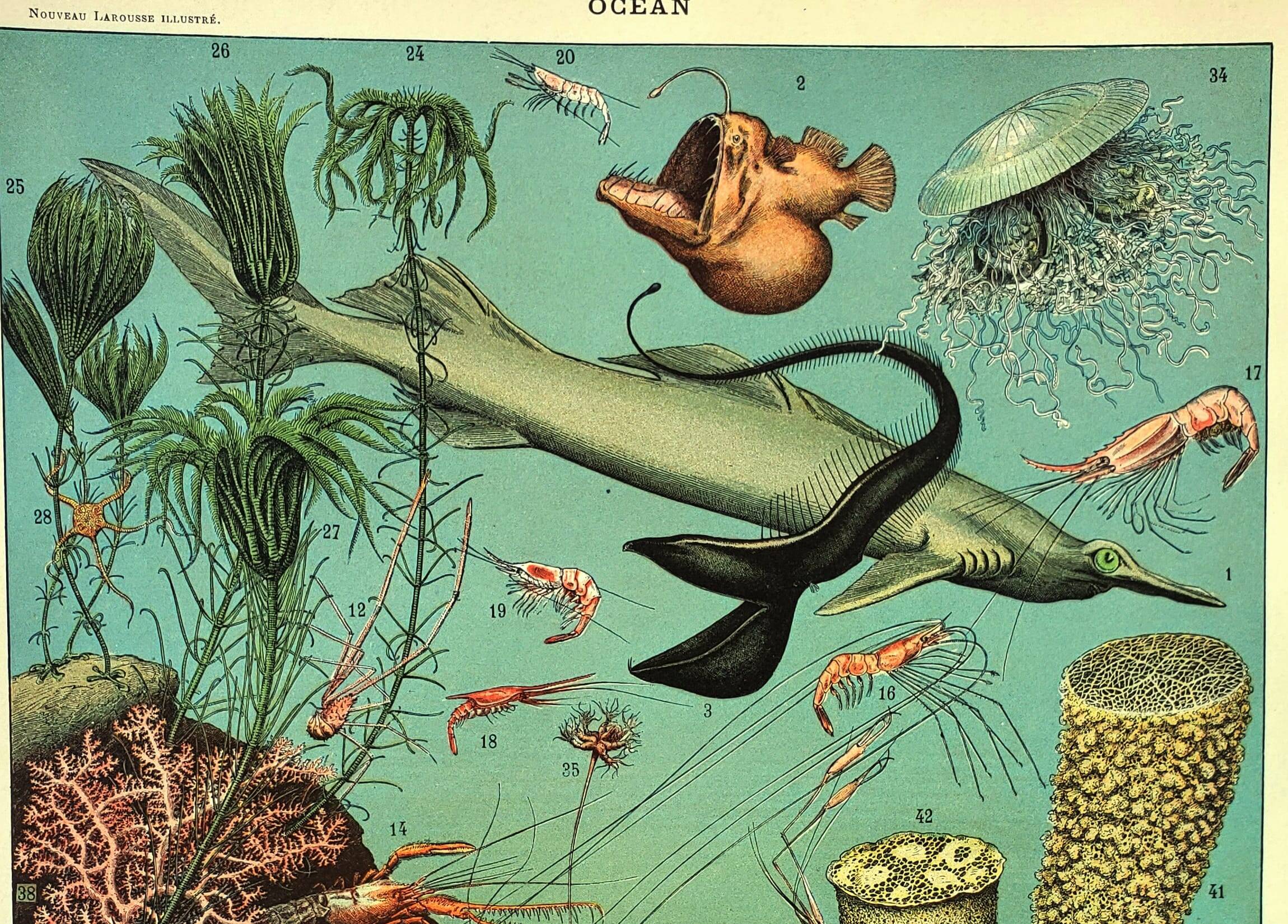 Antique engraving 1897 A. Millot - Ocean and Abyss, deep ocean, fauna