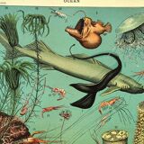 Gravure ancienne 1897 A. Millot - Océan et Abysse, océan profond, faune