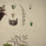 Old engraving from 1838. Bat and Verbena. Original zoological and botanical plate.