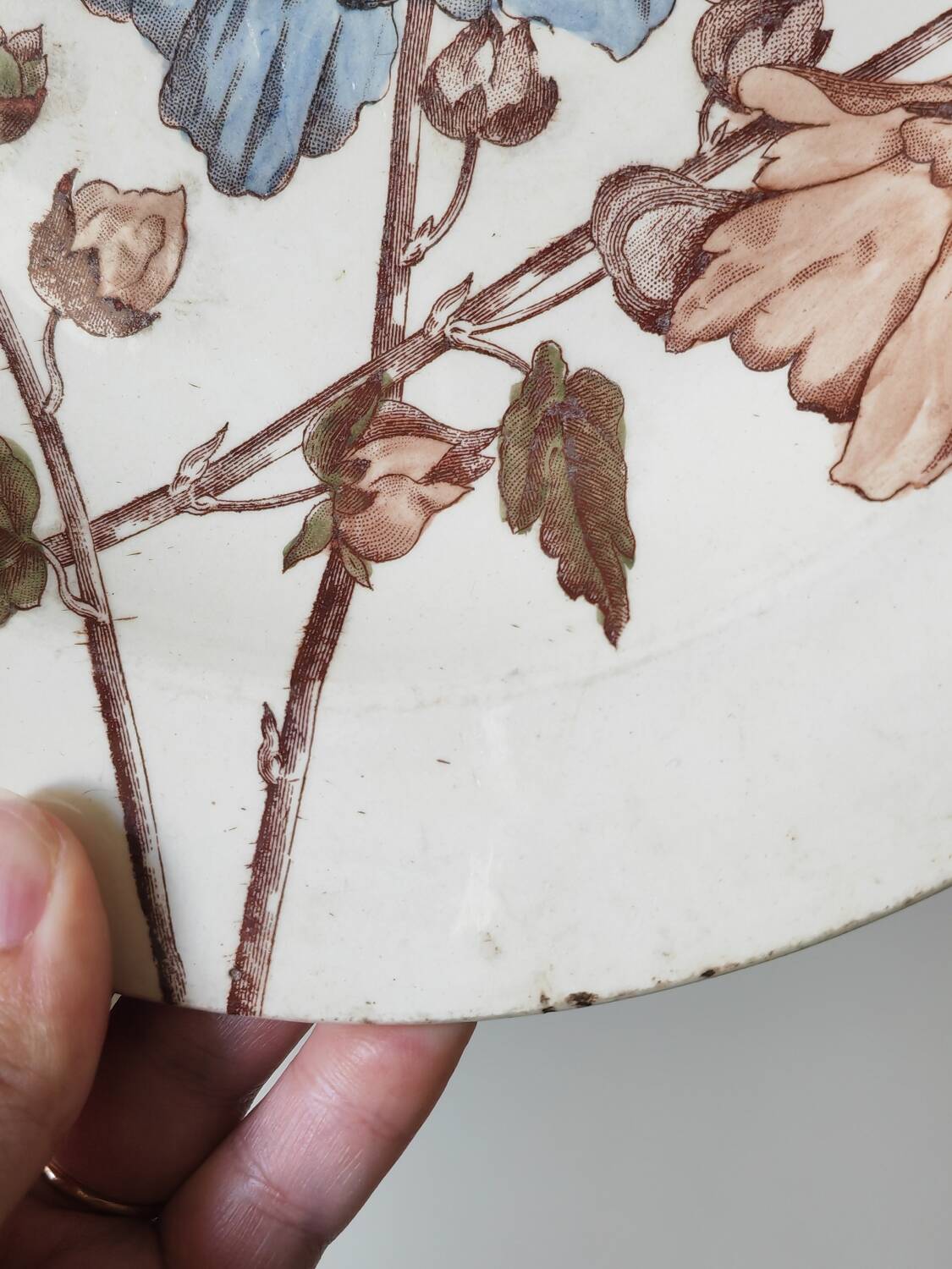 Old polychrome plate Trémières