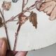 Old polychrome plate Trémières