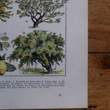 Original lithograph on the orchard