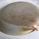 Huit ramequins "coquilles" grès de potier émaillé vintages