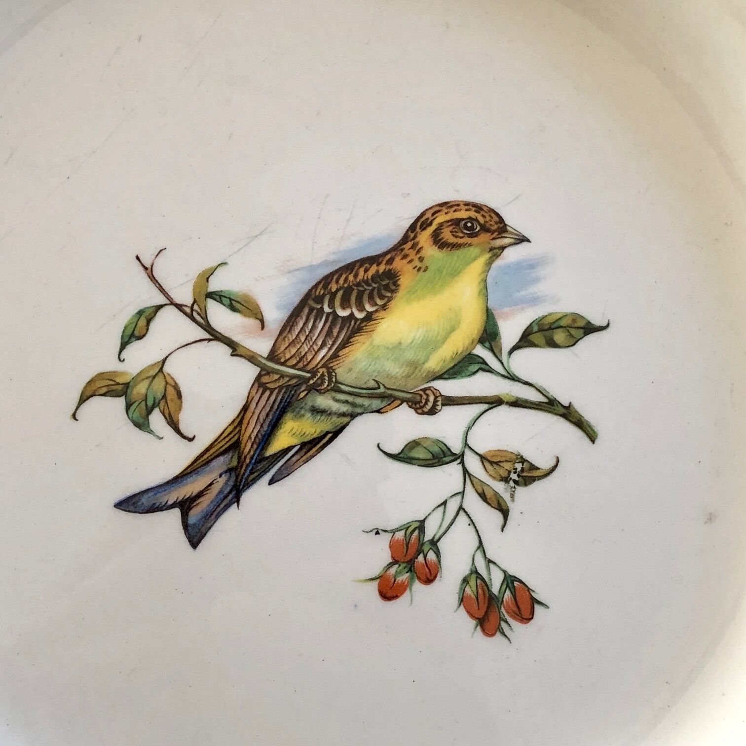 Plate Betting Sparrows
