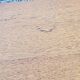 Vintage gold blond oak row 3 sliding doors