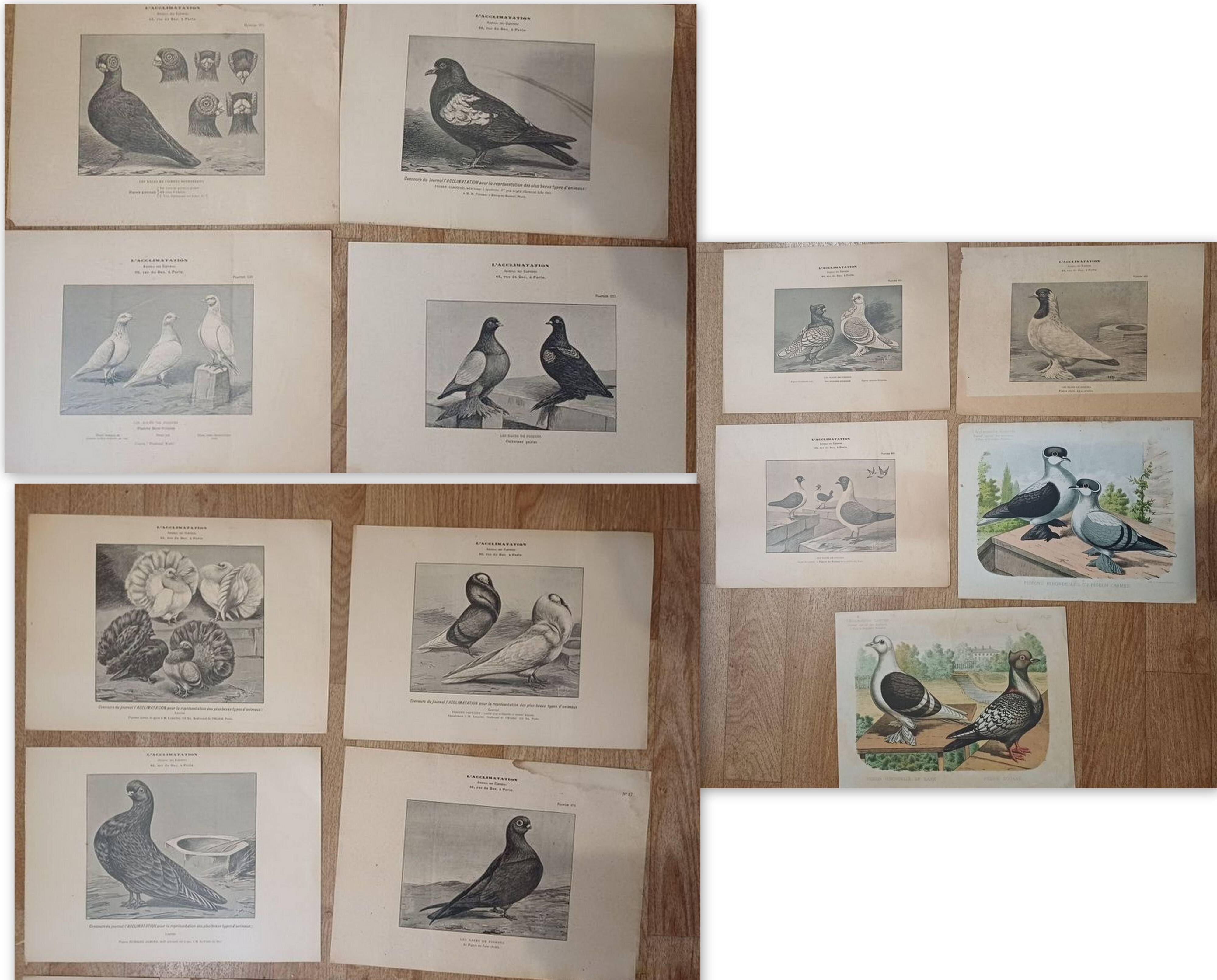 Suite de 11lLithographies ornithologiques XIXème - Races de Pigeons
