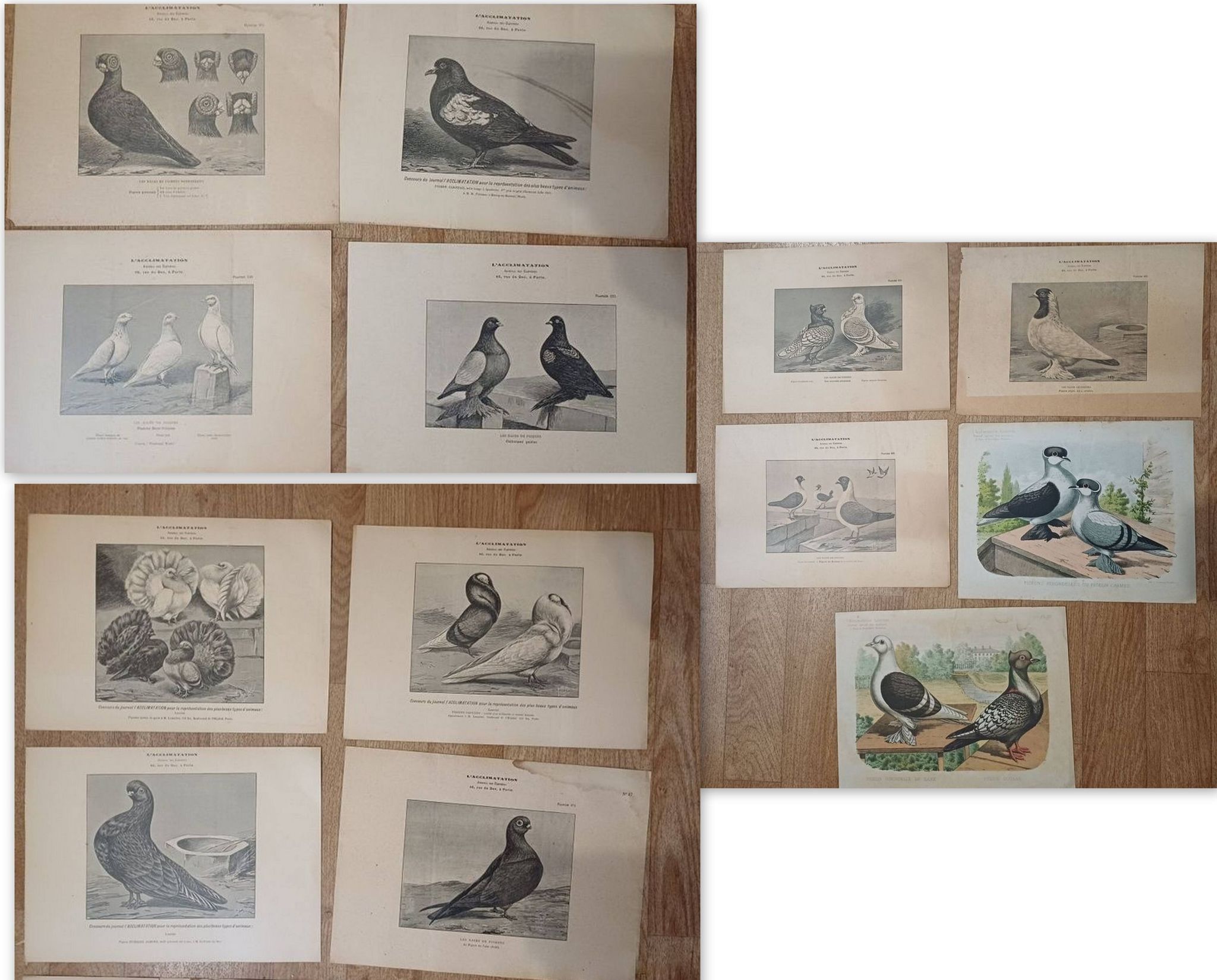 Suite de 11lLithographies ornithologiques XIXème - Races de Pigeons