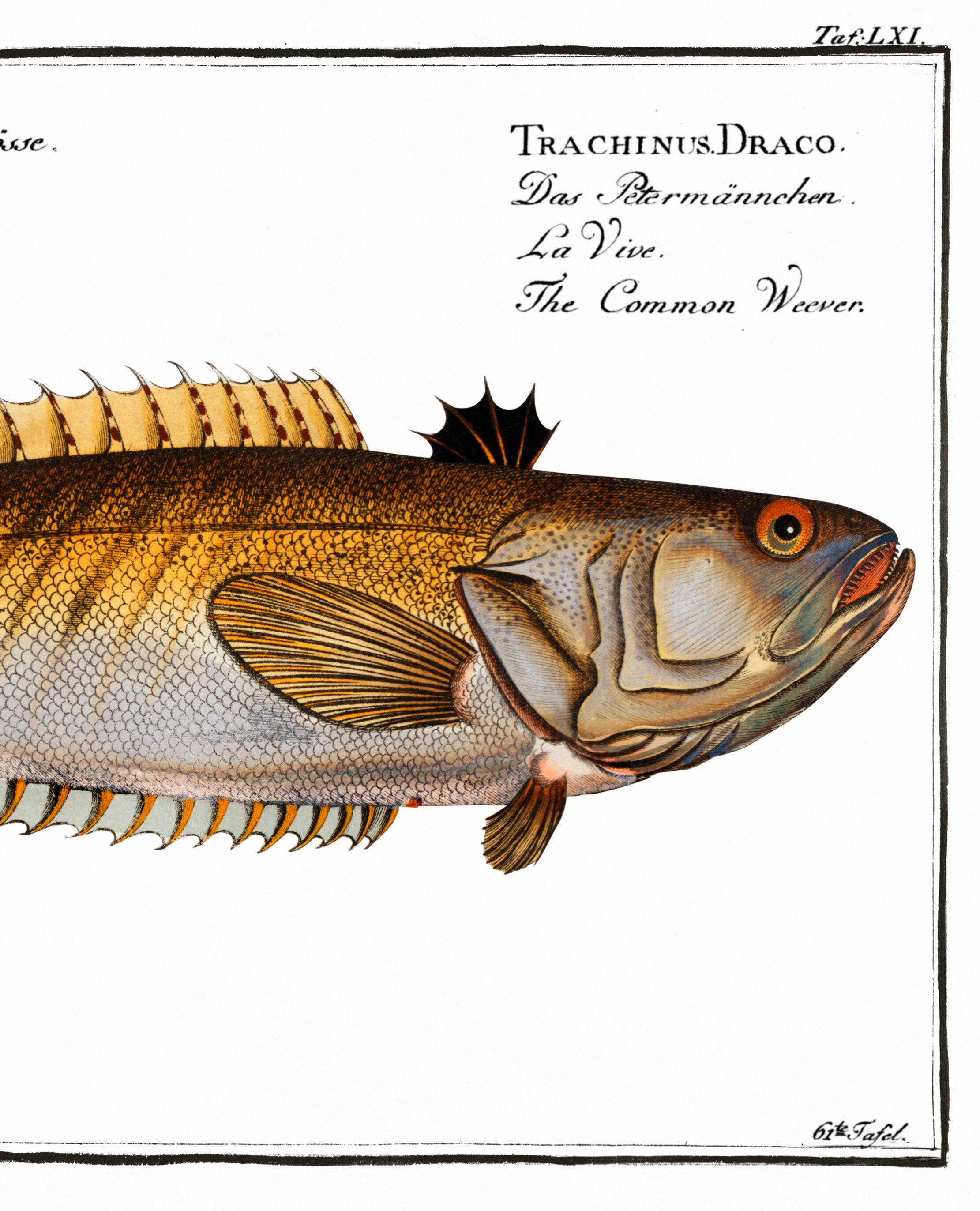 Poster on the live stream, based on an old engraving from 1746.