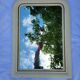 Antique Louis Philippe mercury mirror