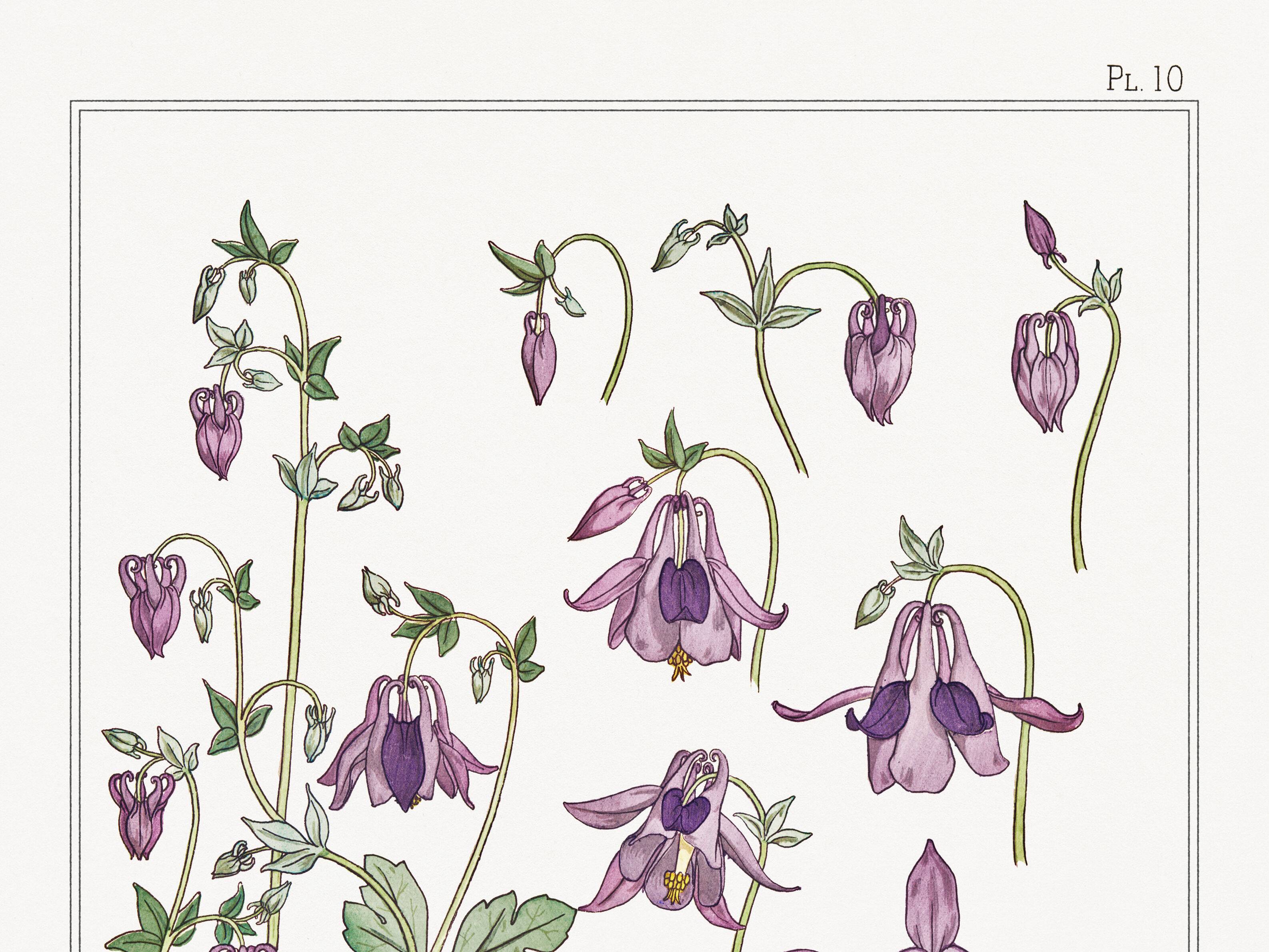 Affiche “Ancolie – Columbine”, d’après une lithographie art nouveau de 1897