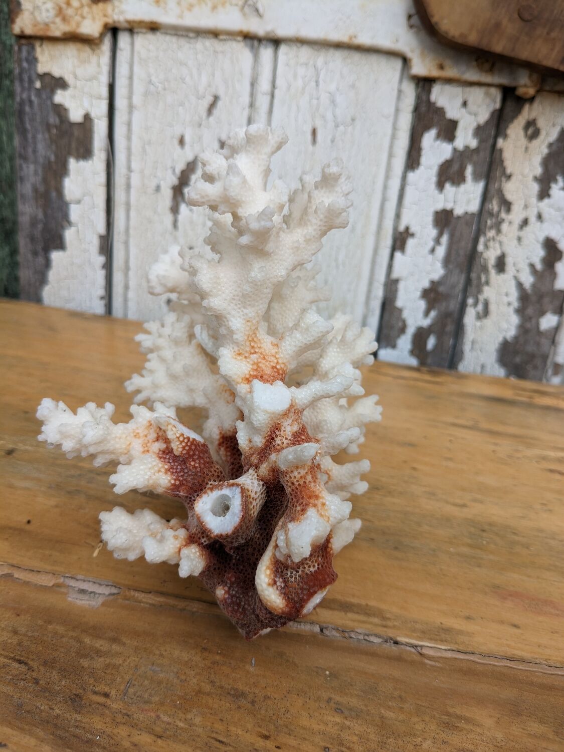 Real coral of the 70s