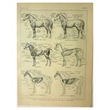 Antique lithograph 1921 - Horse 1 by M. Dessertenne - horseback riding