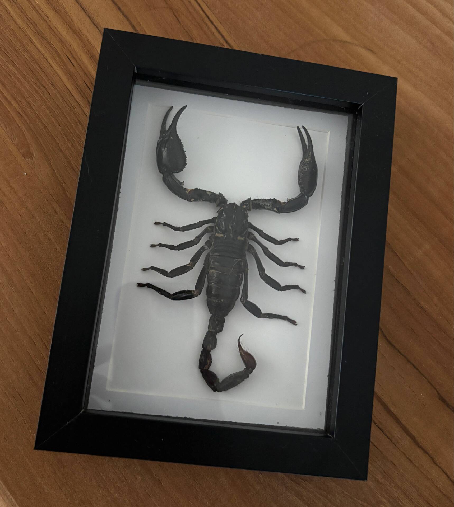 Taxidermie d'un scorpion